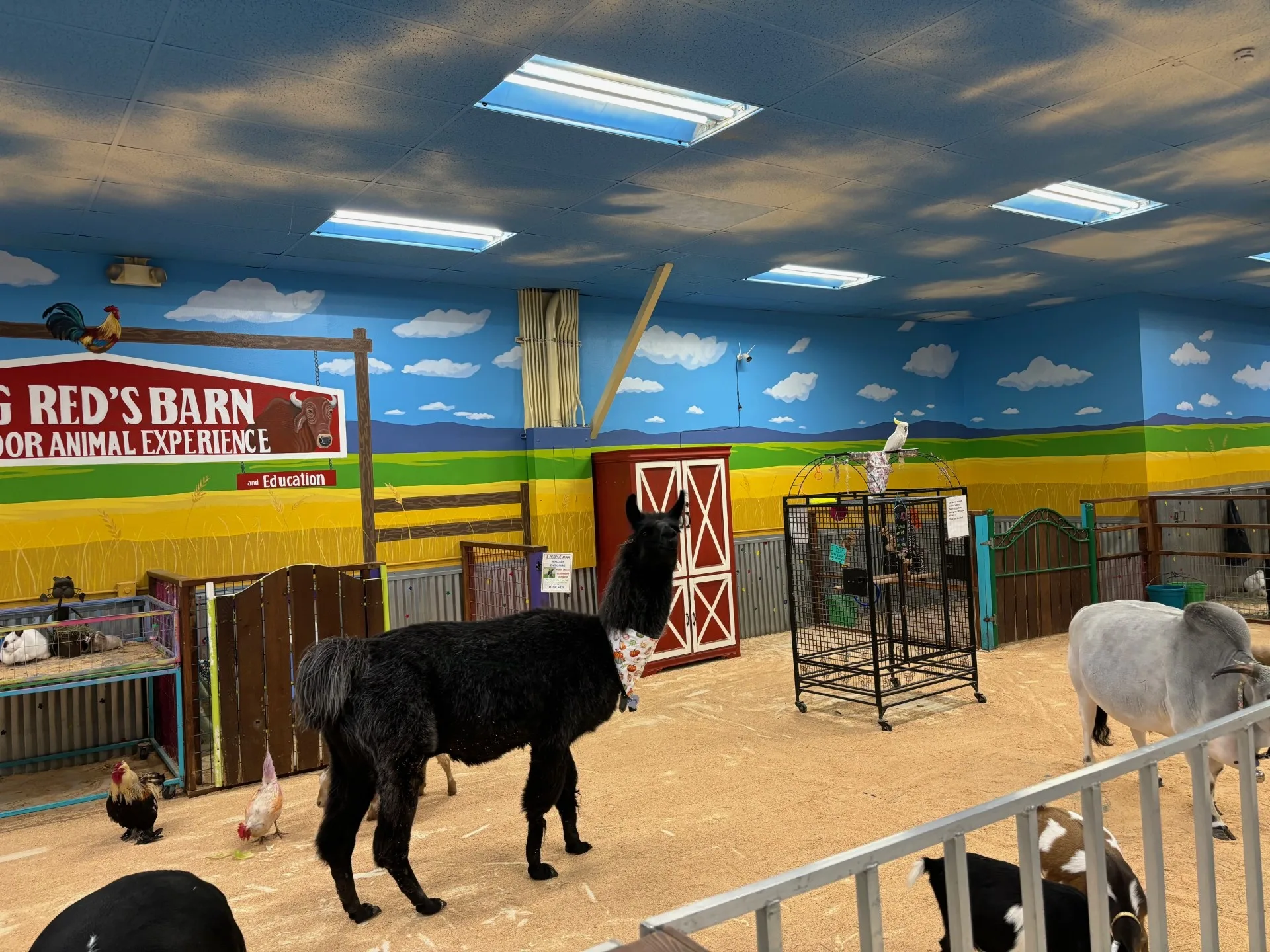 Main floor animal interactions at Big Red's Barn
