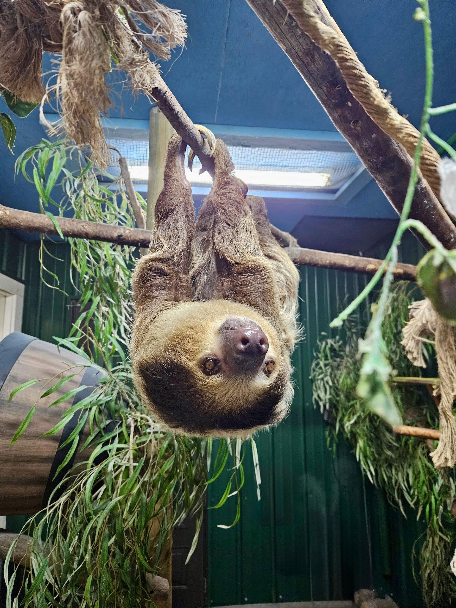 A sloth at Big Red's Barn during a private encounter