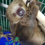 Slow-Mo the Sloth