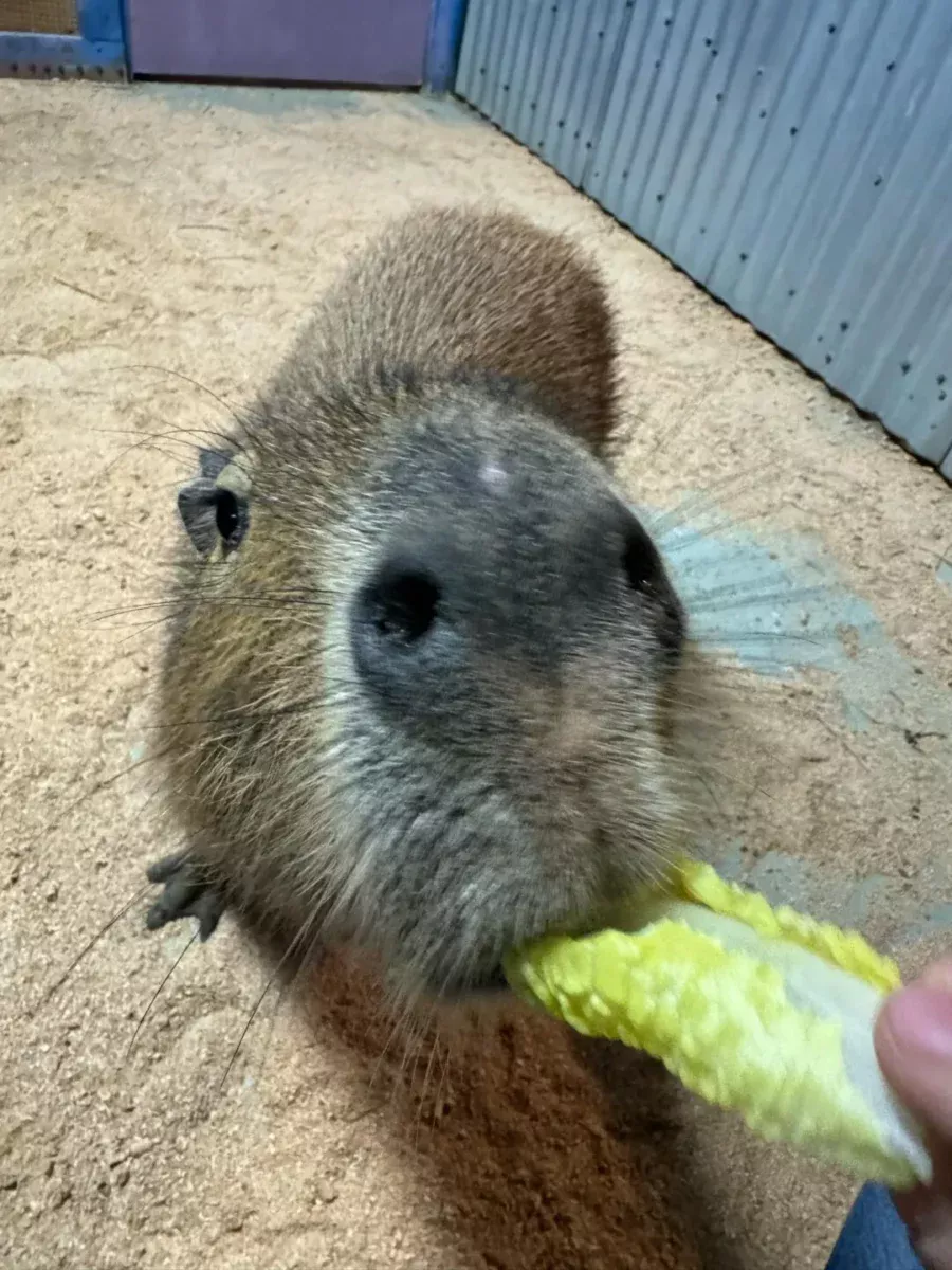 Capybara Private Encounter - $50/Person
